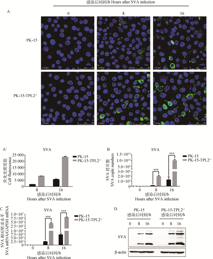 PK-15细胞的<i>TPL</i>2基因敲除有利于口蹄疫病毒和塞内卡病毒复制